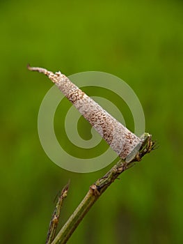 caterpillar on dry twig isolated with blurr background .bagworm