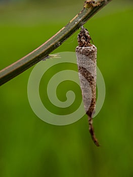 caterpillar on dry twig isolated with blurr background .bagworm