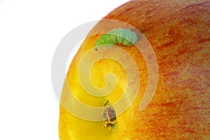 Caterpillar eat an apple