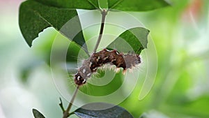 Caterpillar eating