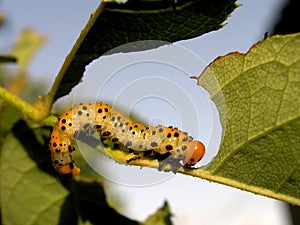 Caterpillar eating