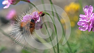 Caterpillar eating blossom of Ameria maritima