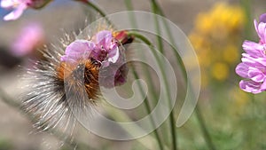 Caterpillar eating blossom of Ameria maritima