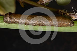 Caterpillar eating a Chives  leaf