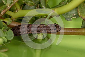 Caterpillar eating the Common Purslane plant