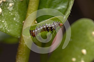 Caterpillar eating a Common Purslane plant