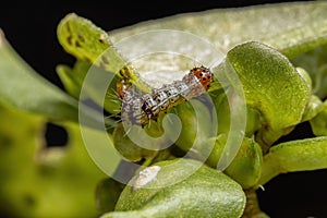 Caterpillar eating a Common Purslane plant