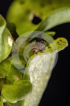 Caterpillar eating a Common Purslane plant