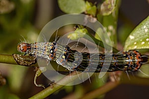 Caterpillar eating a Common Purslane plant