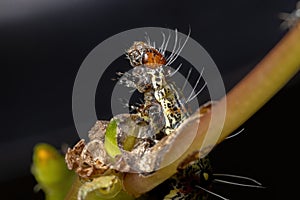 Caterpillar eating a Common Purslane plant