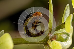 Caterpillar eating a Common Purslane plant