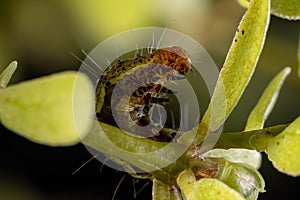 Caterpillar eating a Common Purslane plant