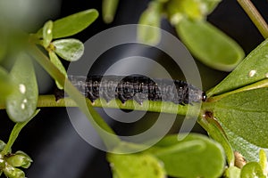 Caterpillar eating the Common Purslane plant