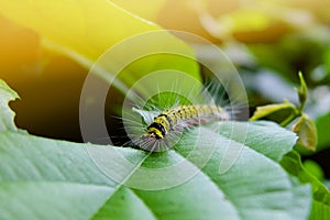 caterpillar eating green leaf in the morning