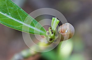 Caterpillar eating green leaf