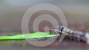 Caterpillar eating green leaf on wooden table.