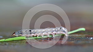 Caterpillar eating green leaf on wooden table.