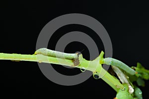 Caterpillar eating green plant with black background.