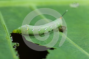 Caterpillar eating green plant with dung.