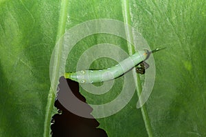 Caterpillar eating green plant with dung.