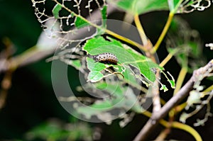 Caterpillar eating leaf