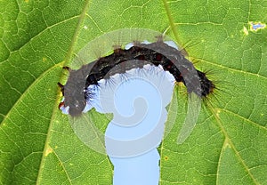 A caterpillar eating a leaf