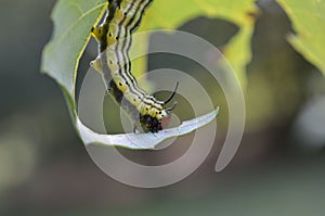 Caterpillar eating leaf