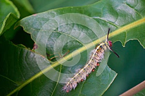 Caterpillar eating leaf