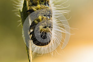 Caterpillar eating on a leaf in microscale