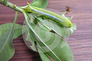 Caterpillar eating leaves on a white background