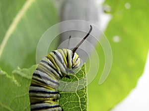 Caterpillar Eating Milkweed