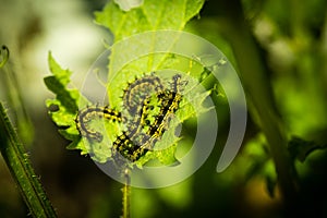 Caterpillar eating on a nettle