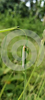 Caterpillar eating paddy grass