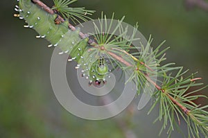 Caterpillar eating pine tree