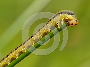 Caterpillar eating from a plant