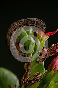 Caterpillar eating a red flower