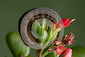 Caterpillar eating a red flower