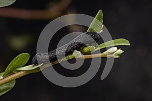 Caterpillar eatinga Common Purslane plant