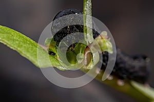 Caterpillar eatinga Common Purslane plant