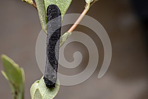 Caterpillar eatinga Common Purslane plant