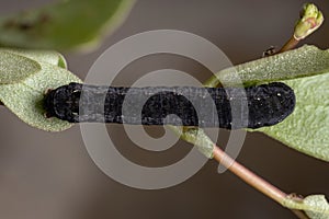 Caterpillar eatinga Common Purslane plant