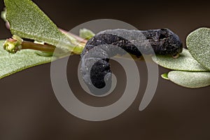 Caterpillar eatinga Common Purslane plant