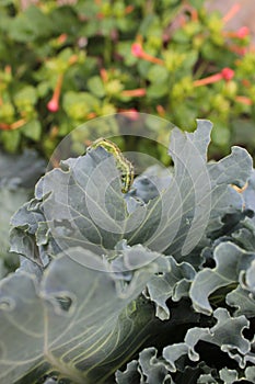A caterpillar eats a green cabbage leaf.
