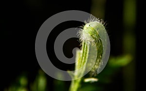 Caterpillar eats green leaf.