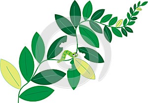 Caterpillar eats leaves