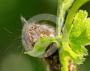 The caterpillar eats the leaves of the tree photo