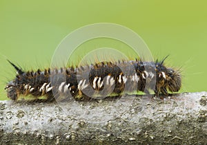 Caterpillar Econopred herbal Euthrix potatoria photo