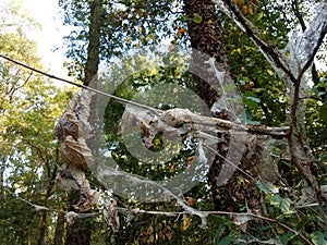 Caterpillar eggs and webs in tree with green and brown vines