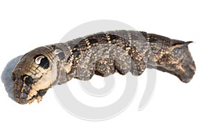 Caterpillar of Elephant Hawk-moth