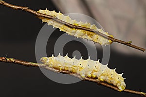 Caterpillar of eri silk moth